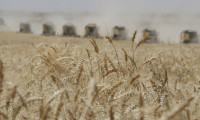 Buğday fiyatları zirveye yakın