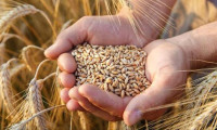 Buğday fiyatları son 9 yılın zirvesinde