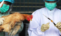 Çin’de H5N6 tipi kuş gribi vakası görüldü
