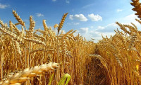 Buğday fiyatlarında 2010’dan beri en büyük yıllık artış