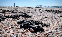 İsrail'de petrol sızıntısı: Deniz canlıları risk altında