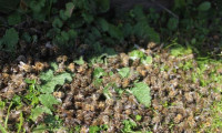 Bilinçsiz ilaçlama yüzünden Manisa'da binlerce arı telef oldu