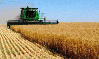 Buğday, mısır ve soya fiyatlarında düşüş