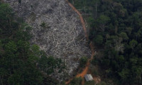 Yasa dışı ağaç kesme suçlaması Çevre Bakanı'nı istifa ettirdi