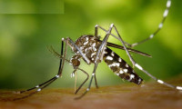 İstanbul'daki tehlike 'Asya Kaplan Sivrisineği'