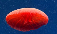 Kırmızı denizanası bilim insanları tarafından ilk defa gözlemlendi