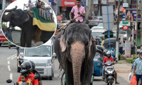 Alkollü fil kullanma yasağı