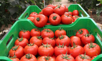 Rus denetçiden Türkiye'ye virüslü domates uyarısı