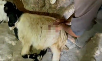 Yahudi yerleşimciler Batı Şeria'da Filistinlilerin keçilerini bıçakladı