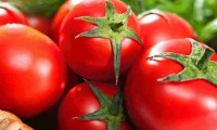 54 ülkeye 363,3 milyon dolarlık domates ihracatı