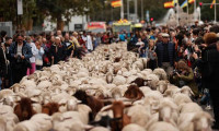 Madrid'de koyunlar şenliğe katıldı