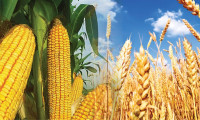 AB'den 2022 yılı için buğday ve mısır üretim tahmini