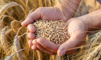 Ukrayna Rusya gerginliği tahıl fiyatlarını yükseltti
