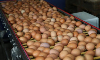 Yumurta, KDV indirimine rağmen yüzde 17,5 zamlandı