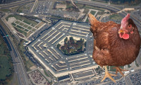 Pentagon’a girmeye çalışan bir tavuk yakalandı