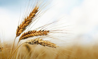 Buğday fiyatları son 14 yılın zirvesine yükseldi