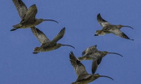 Kuşlarla biyolojik silah taşıyorlar iddiası