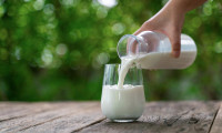 Mart'ta 857 bin 789 ton inek sütü toplandı