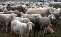'Ucuz koyun' operasyonu: 3'ü kamu görevlisi 31 gözaltı