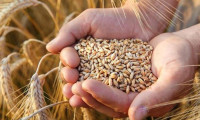 Buğday fiyatlarında gerileme