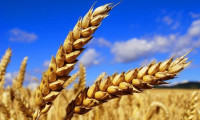 Buğday fiyatlarına Hindistan etkisi