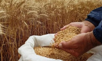 Buğday Ukraynalı çiftçinin elinde kaldı