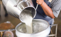 Girdi maliyetleri süt üreticilerini zorluyor