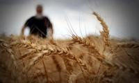 Buğday fiyatlarında Karadeniz yükselişi