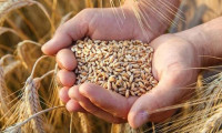TUSAF, buğdayda açıklanan fiyattan memnun