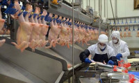 Çin'e beyaz et ihracatı yüzde 353 arttı