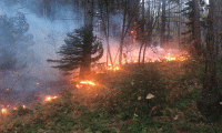 Uludağ’da orman yangını 