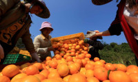 Çin, Tayvan'dan turunçgiller ve iki tür balığın ithalatını durdurdu
