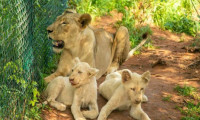 Yavru aslanları çalmaya çalışırken anne aslana yem oldu