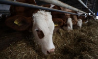 Et ve Süt Kurumu'nun, sözleşmeli besicilik destekleme ödemeleri belli oldu