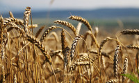 Buğday fiyatları üç yılın dibinde