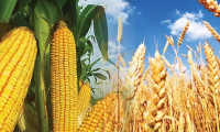 Buğday ve mısır fiyatına tahıl koridoru etkisi