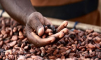 Dünyanın en büyük kakao üreticisi ihracatı durdurdu