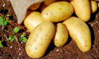 Ağustos'ta fiyatı en fazla düşen ürün 'patates' oldu