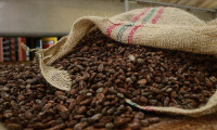 Kakao fiyatlarında 46 yılın rekoru