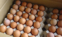Yumurta üreticileri isyanda