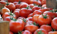 Rusya 25 ton domatesi iade etti