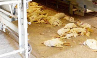 Tavuk ölümleri artmaya başladı