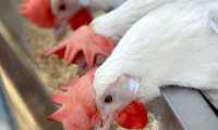 Türkiye'den tavuk alımını durdurdu