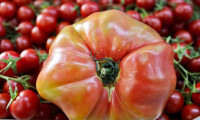 Rusya için üretilen dev domatesler elde kaldı