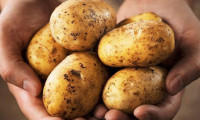 Patates fiyatlarında büyük düşüş