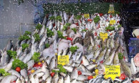 Balık fiyatları altınla yarışıyor