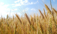 Azerbaycan buğday ve unda KDV'yi kaldırdı