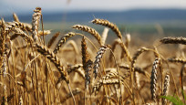 Avrupa'da buğday fiyatları son 3 ayın en düşük seviyesinde