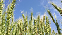 Doların etkisiyle buğday fiyatları geriledi