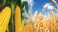 Küresel mısır ve buğday üretim beklentilerinde düşüş